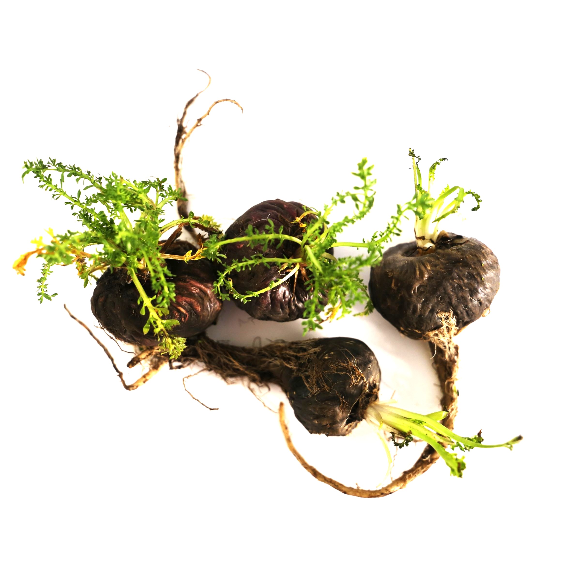 Maca Pulver schwarz, bio, gelatiniert, 250 g Pulver im Vorratsbeutel (50 Tage Vorrat)